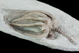 Crinoid (Agaricocrinus) Fossil - Crawfordsville, Indiana #99939-2